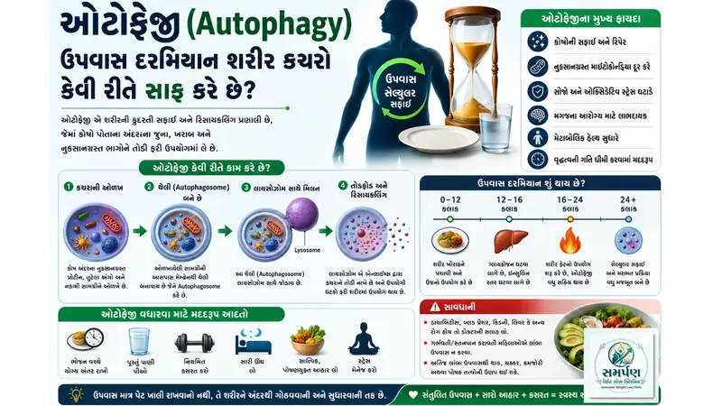 ઓટોફેજી (Autophagy): ઉપવાસ દરમિયાન શરીર કચરો કેવી રીતે સાફ કરે છે?
