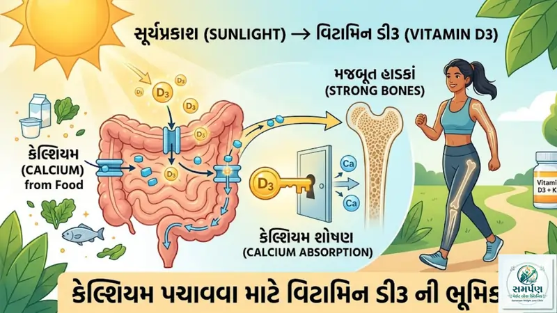 કેલ્શિયમ પચાવવા માટે વિટામિન ડી3 કેમ અત્યંત જરૂરી છે?