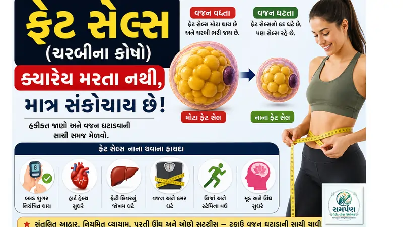 ફેટ સેલ્સ (ચરબીના કોષો) ક્યારેય મરતા નથી, માત્ર સંકોચાય છે - હકીકત જાણો.