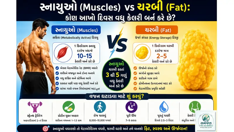 સ્નાયુઓ (Muscles) vs ચરબી (Fat): કોણ આખો દિવસ વધુ કેલરી બર્ન કરે છે?
